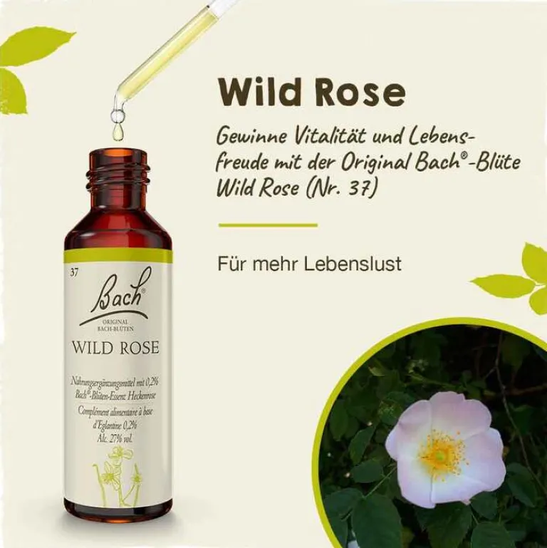 Original Bachblüten Bachblütentropfen-Bachblüten Nr. 37 Wild Rose Tropfen, 20 ml